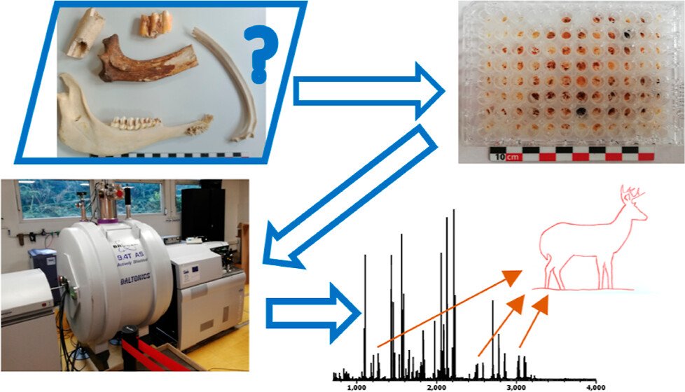 Robust High-Throughput Proteomics Identification and Deamidation Quantitation of Extinct Species up to Pleistocene with Ultrahigh-Resolution MALDI-FTICR Mass Spectrometry